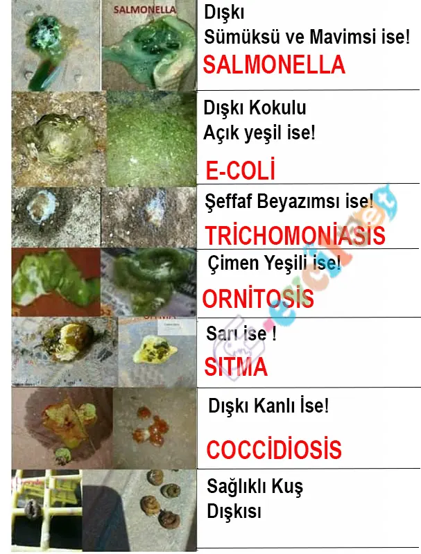 Muhabbet kuşu dışkıdan hastalık teşhis tablosu
