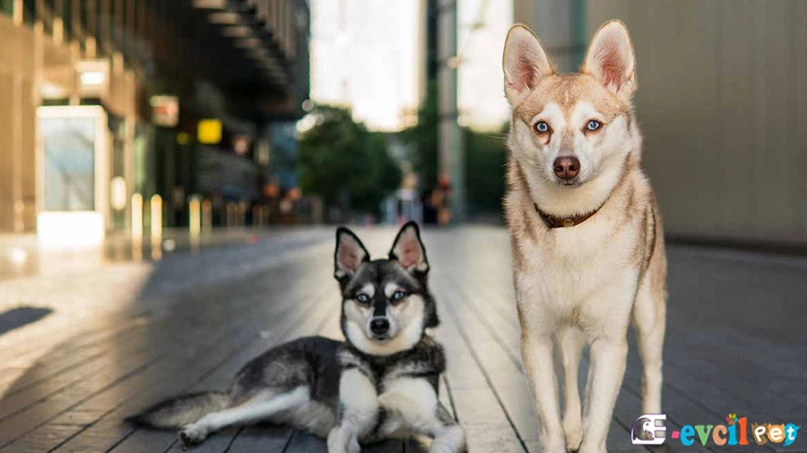 Alaskan Klee Kai Karakter Özellikleri