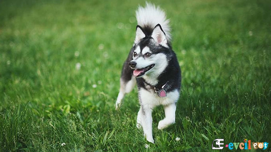 Alaskan Klee Kai Fiziksel Özellikleri