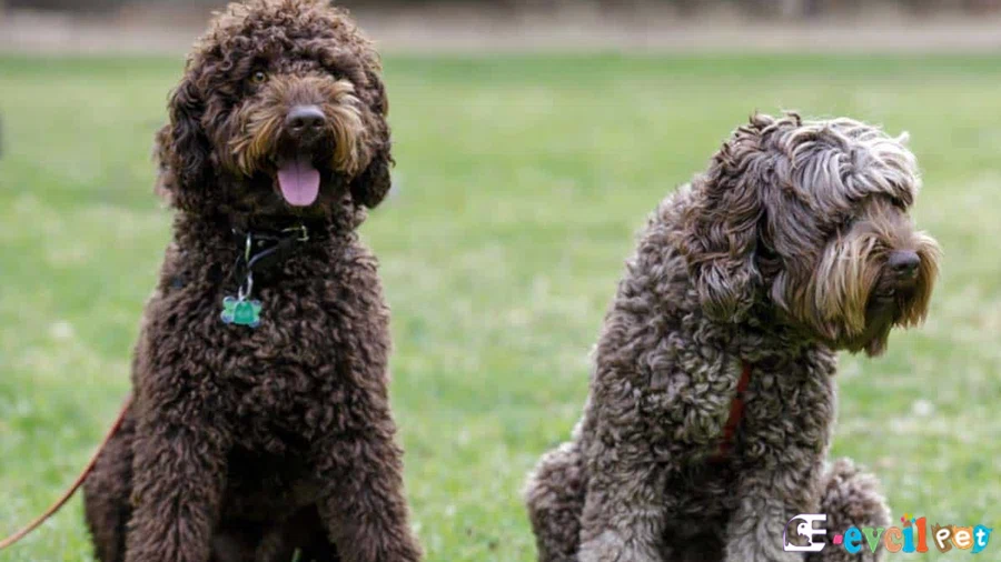 Labradoodle Fiziksel Özellikleri