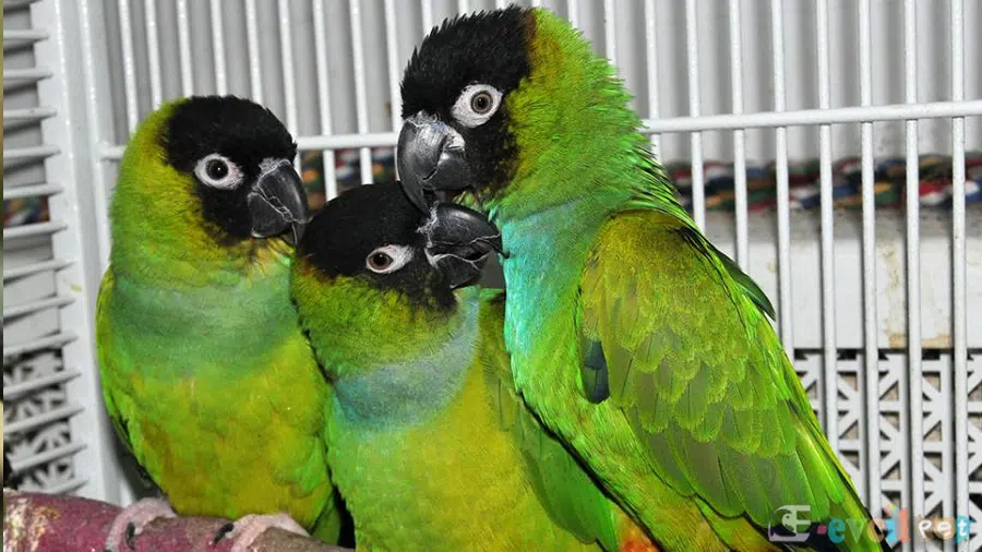 Nanday Conure