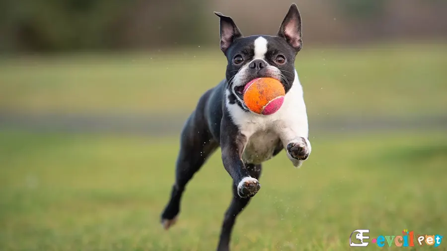 Boston Terrier Boston Terrier Karakter Özellikleri