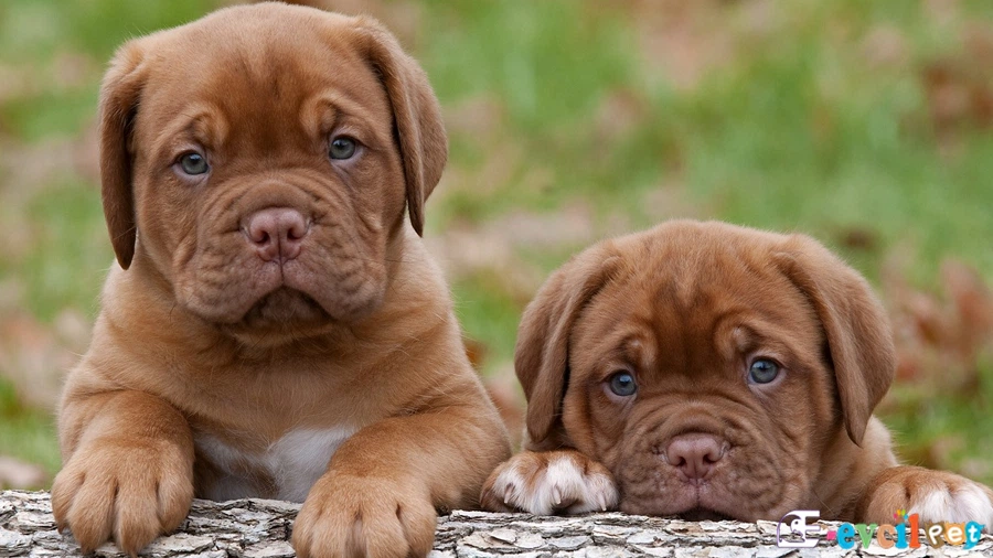 Fransız Mastiff Yavru Köpekler