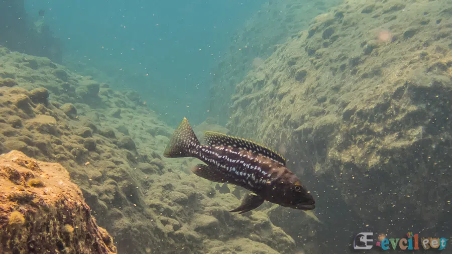Lepidiolamprologus elongatus Doğal Yaşam Alanında