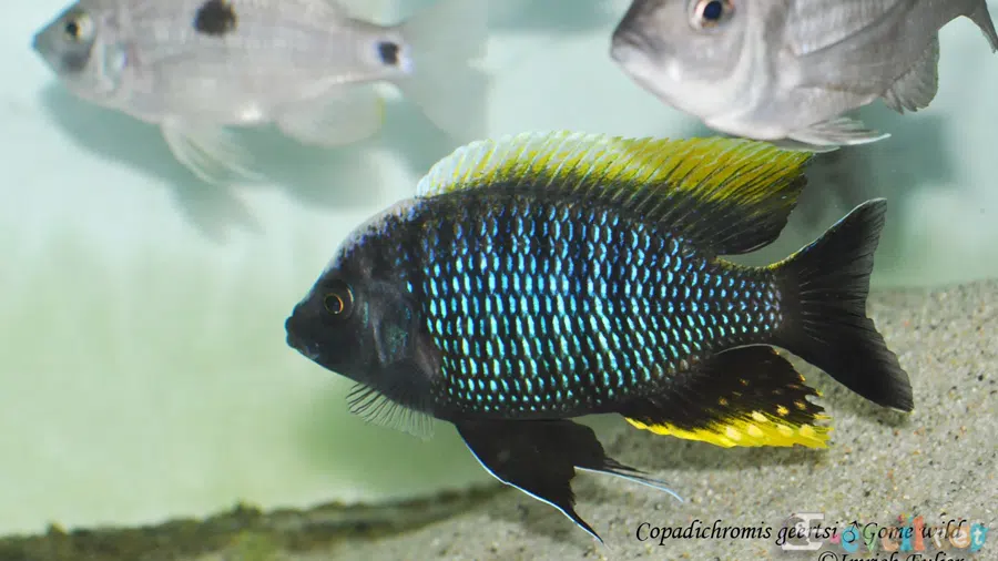 Copadichromis Geertsi