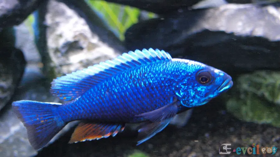 Sciaenochromis Fryeri Akvaryumu