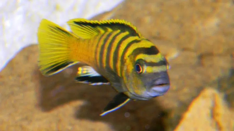 Pseudotropheus flavus (Dinghani) Erkek