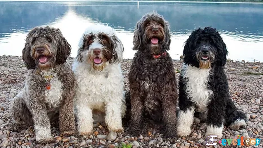 Portekiz Su Köpeği - Portugese Water Genetik Sağlık Sorunları Hastalıkları