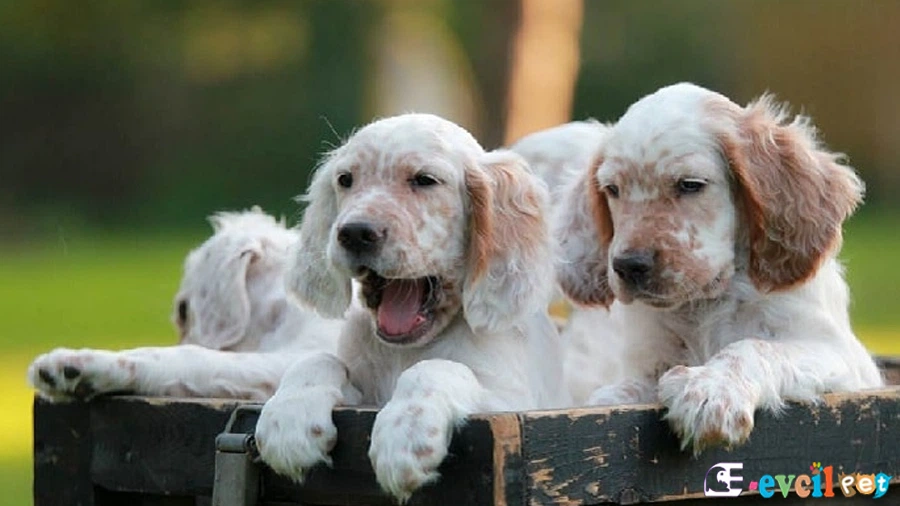 English Setter (İngiliz Seteri)