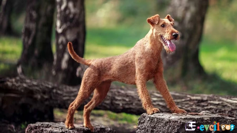 Irısh Terrier (İrlanda Teriyeri) Bakımı ve Beslenmesi