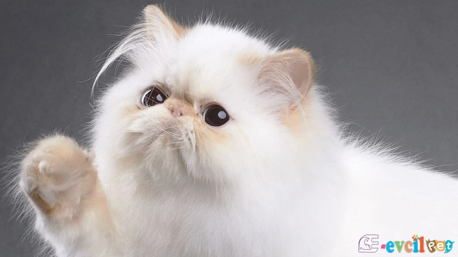 İran Kedisi (Persian) Karakter Özellikleri