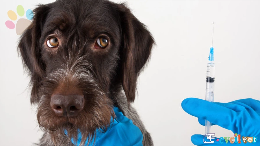 Köpeklerin Aşı Fiyatları
