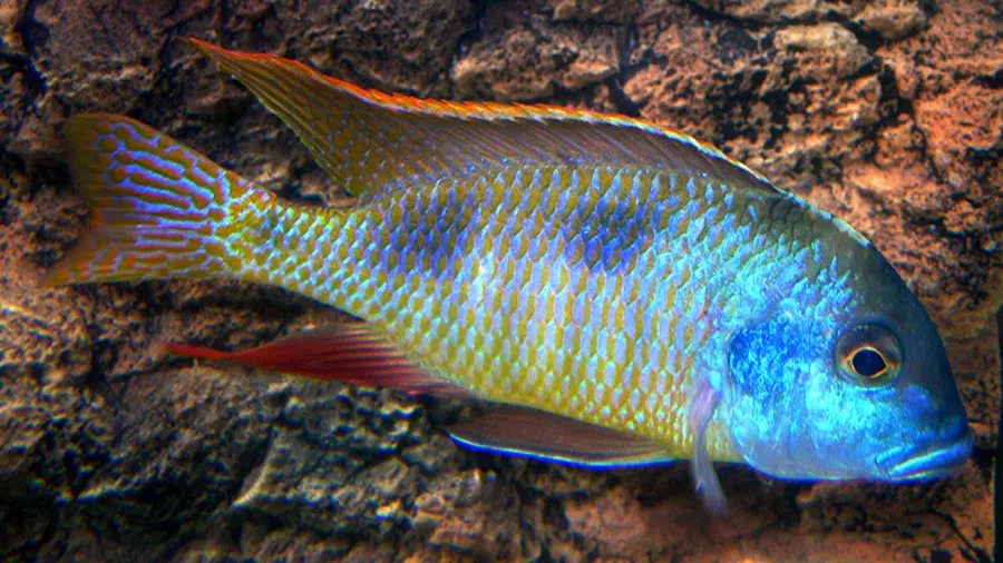 Tramitichromis intermedius Akvaryumu
