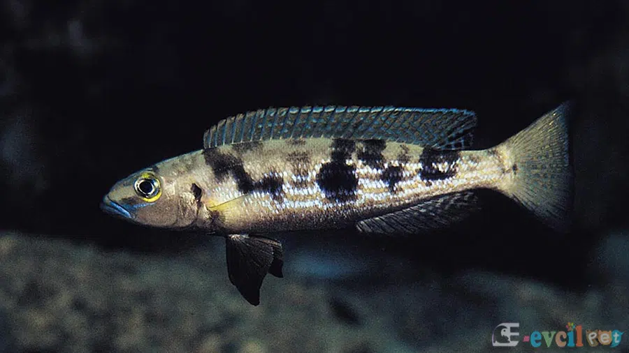 Lepidiolamprologus attenuates Erkek