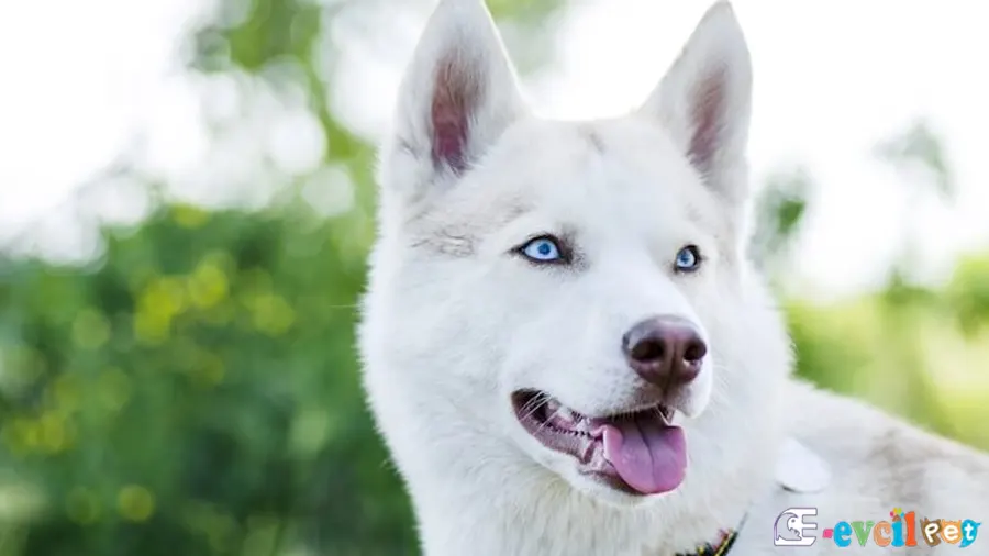 Sibirya Kurdu (Husky) Sibirya Kurdu (Husky) Temel Eğitimi ve Tuvalet Eğitimi