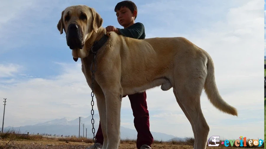 Aksaray Malaklısı Fiziksel Özellikleri