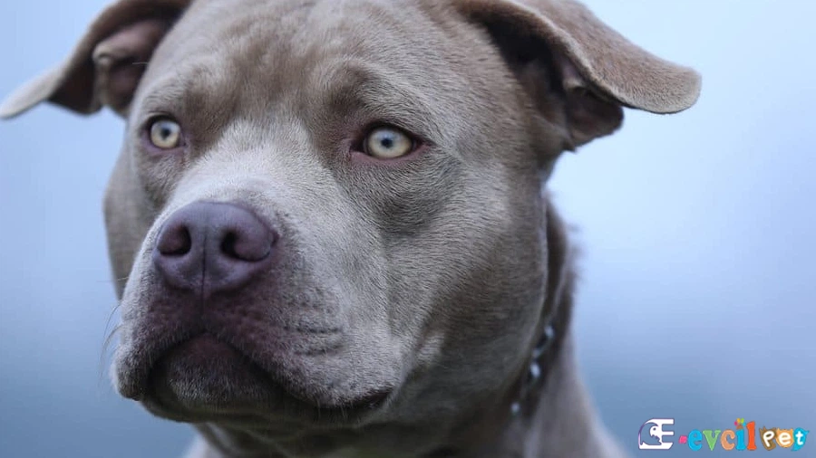 Staffordshire Bull Terrier Genetik Sağlık Sorunları