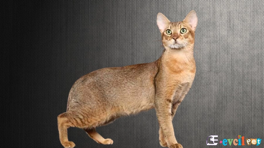 Chausie Genetik Sağlık Sorunları
