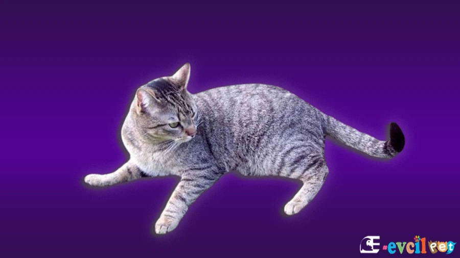 Brazilian Shorthair Kedi