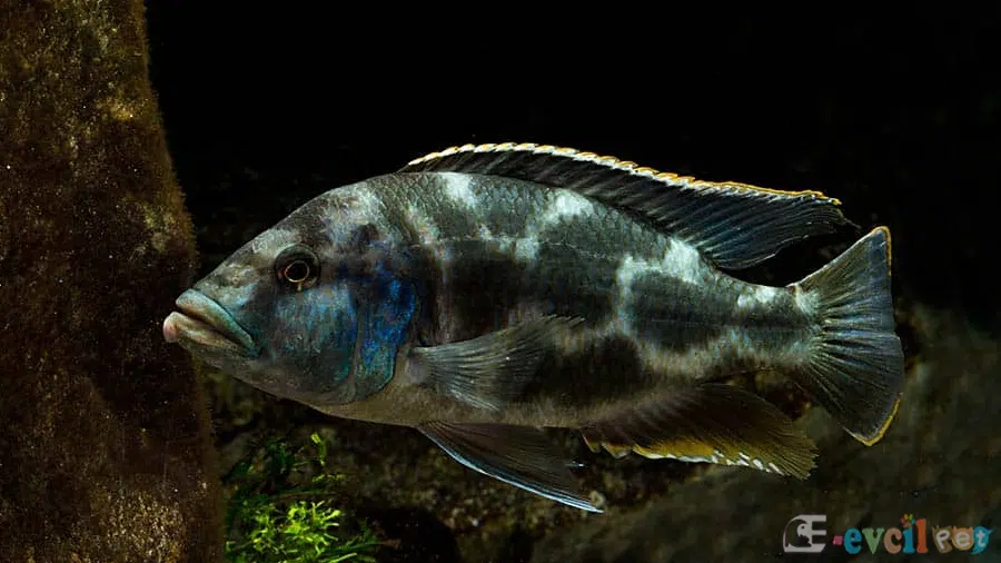 Nimbochromis livingstonii Yaşayan Kaya Erkek