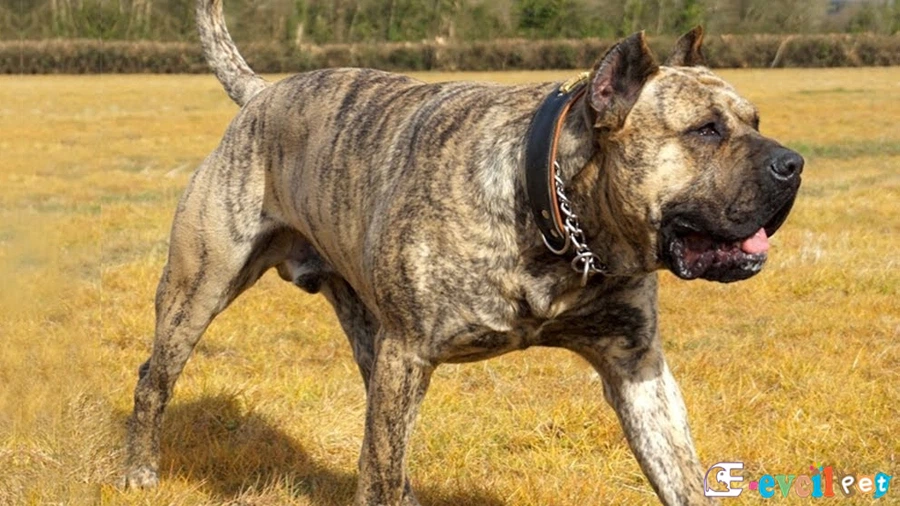 Perro de Presa Canario (Kanarya Mastiff) Perro de Presa Canario (Kanarya Mastiff)