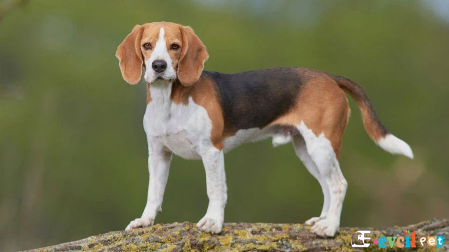 English Foxhound Bakımı ve Beslenmesi (İngiliz Tilki Tazısı)