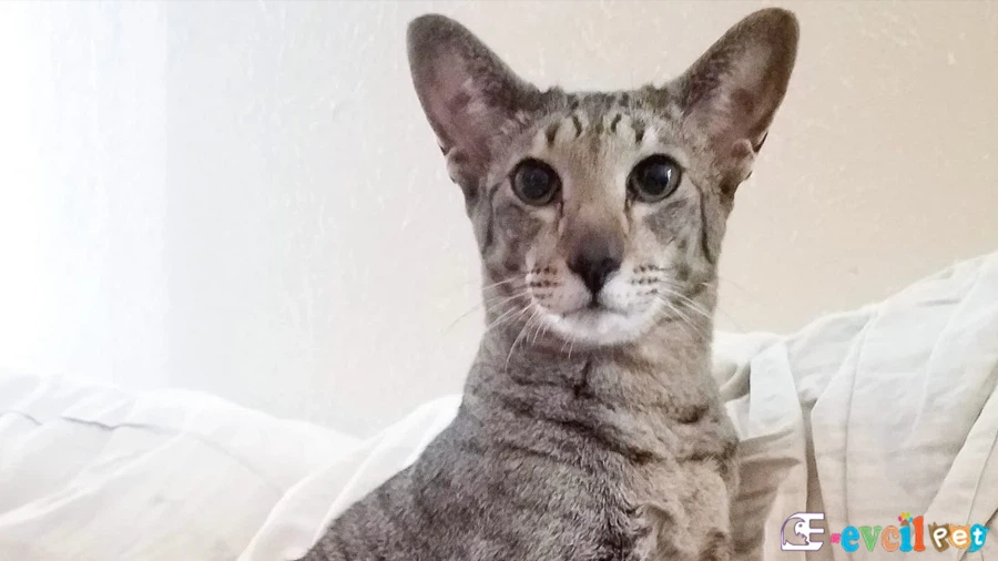 Oriental Shorthair Karakter Özellikleri