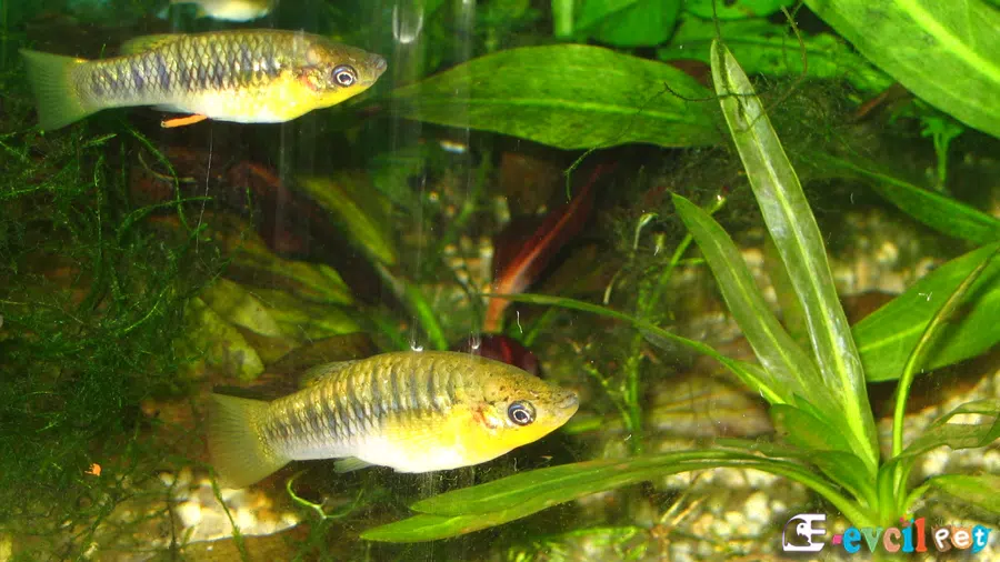 Kambur Limia (Limia Nigrofasciata)