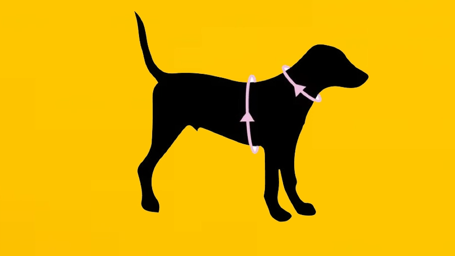Köpek Boyun Ölçüsü Nasıl Alınır?