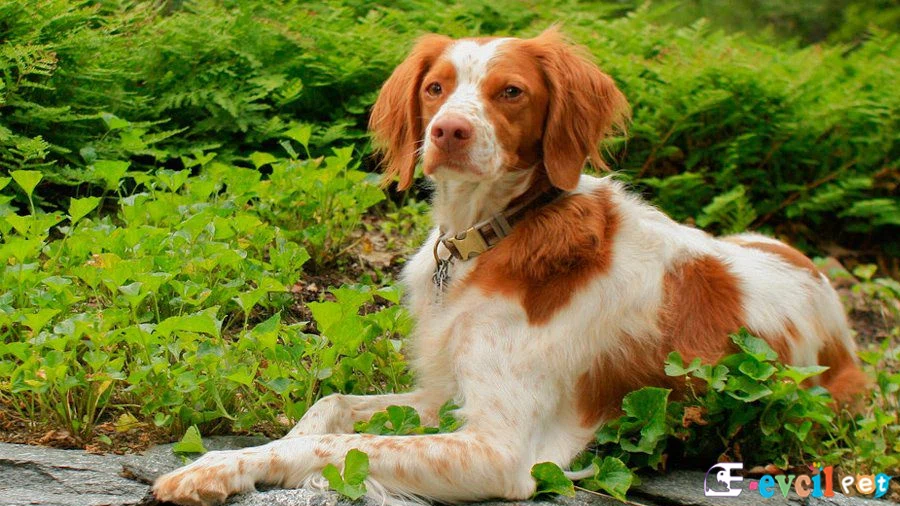 Brittany Spaniel Brittany Spaniel Temel Eğitimi ve Tuvalet Eğitimi