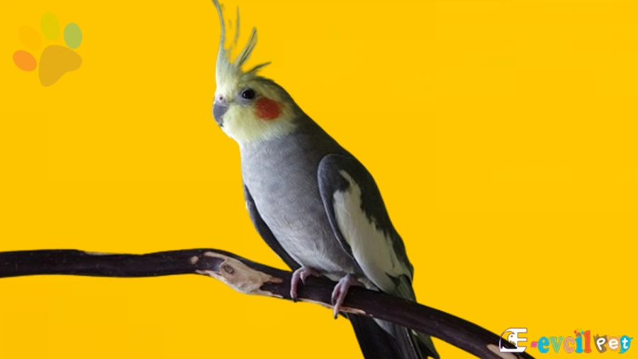 Sultan Papağanı Bakımı