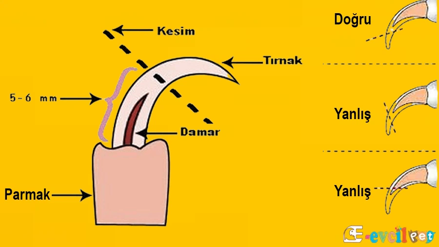 Kanarya Tırnak Kesim Şeması