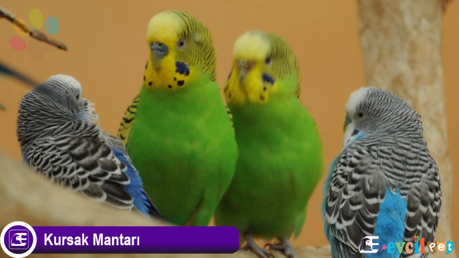 Muhabbet Kuşlarında Kursak Mantarı