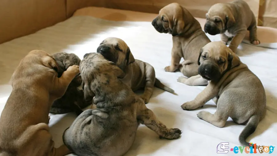 Brezilya Mastiff (Fila Brasileiro) Brezilya Mastiff Karakter Özellikleri (Fila Brasileiro)