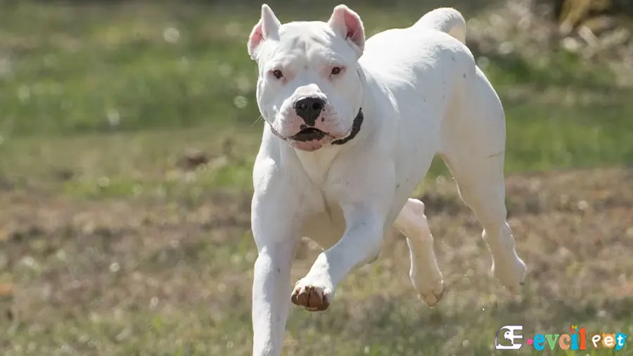 Dogo Argentino Bakımı ve Beslenmesi
