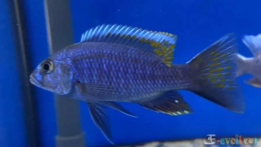 Sciaenochromis Fryeri Baskın Erkek