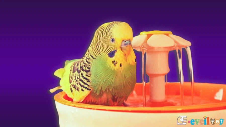 Muhabbet Kuşu Banyo