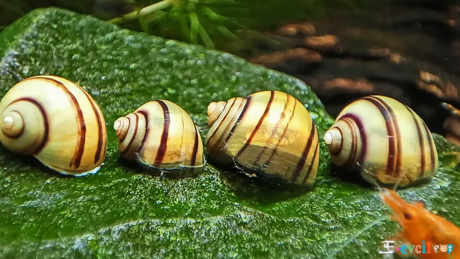 Asolene spixi (Zebra Elma Salyangozu) 1