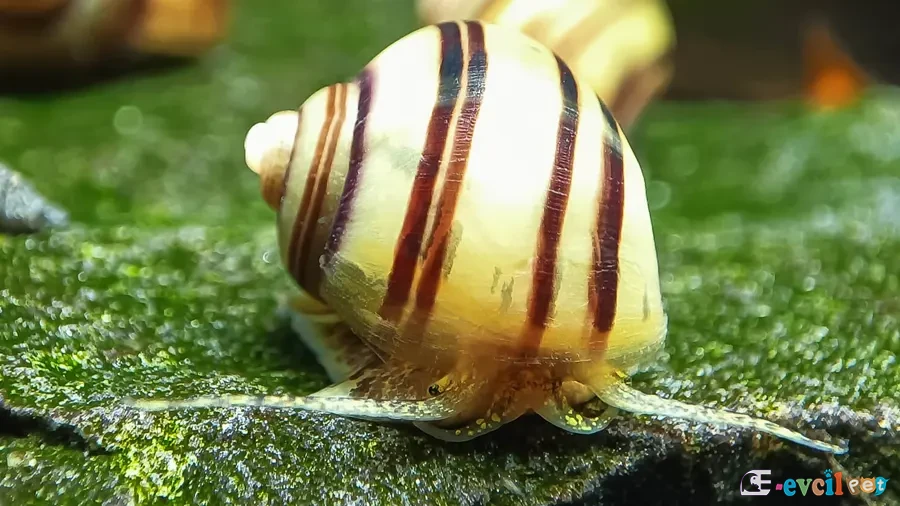Asolene spixi (Zebra Elma Salyangozu) akvaryumda