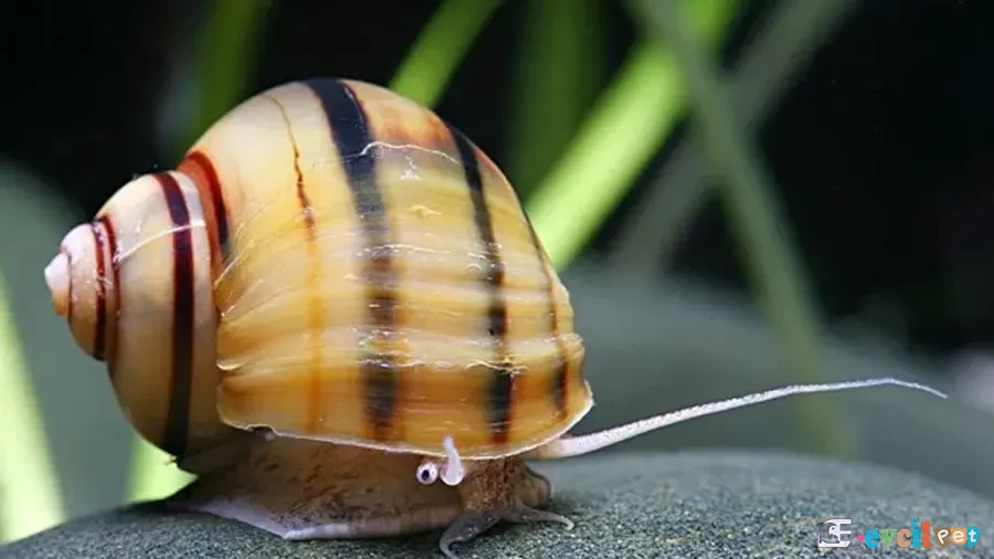 Asolene spixi (Zebra Elma Salyangozu)