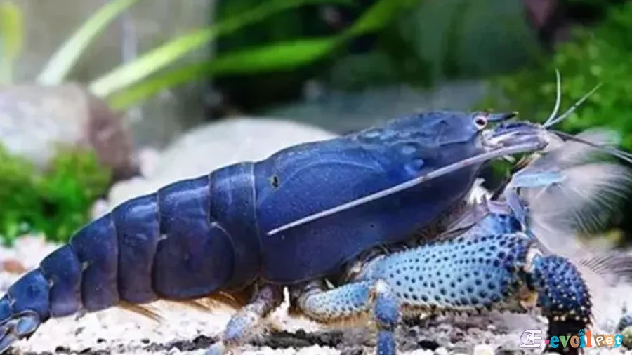 Atya gabonensis (Vampir karides) 3