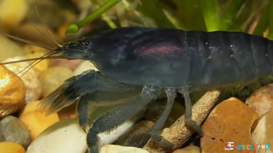 Atya gabonensis (Vampir karides) 4