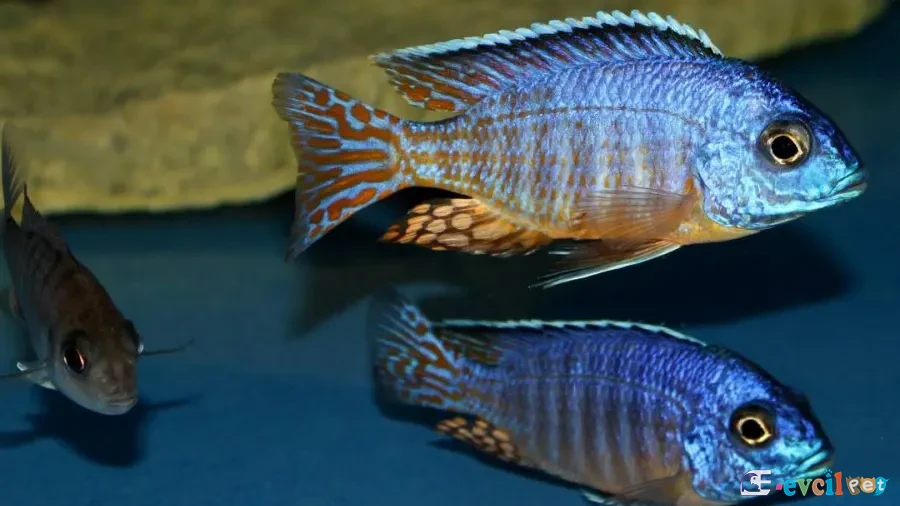 Aulonocara hueseri (Midnight Peacock) Akvaryumu