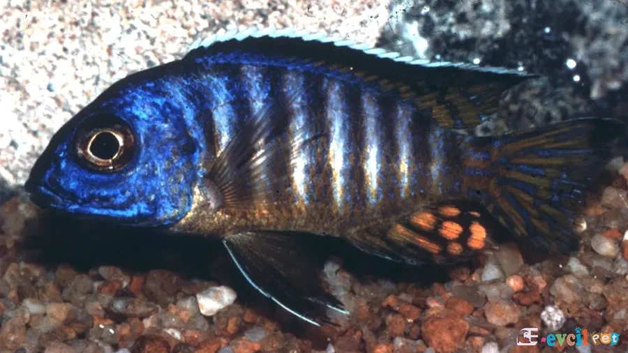 Aulonocara hueseri (Midnight Peacock) Erkek