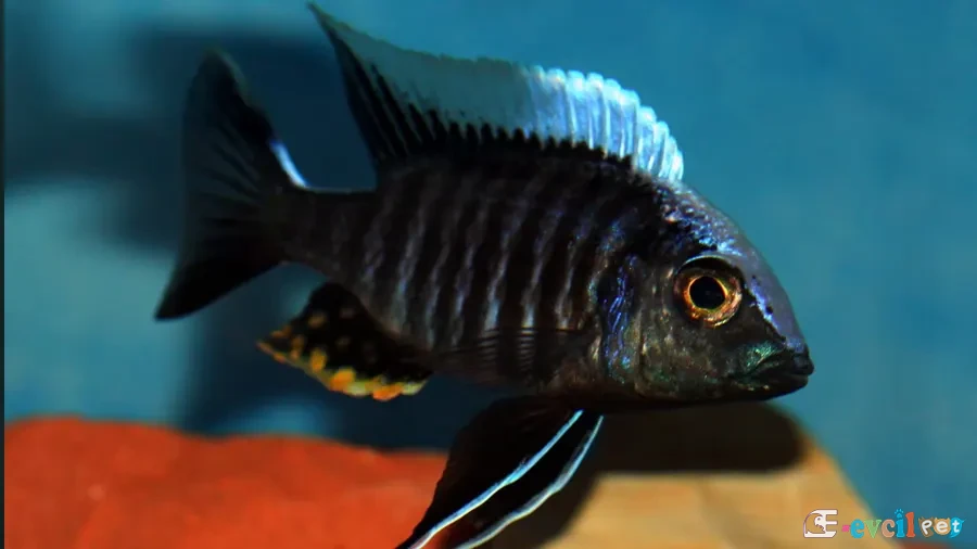 Aulonocara kandeense Akvaryumu