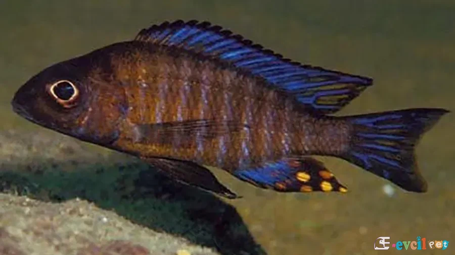 Aulonocara sp. Chitande Type Masinje Erkek