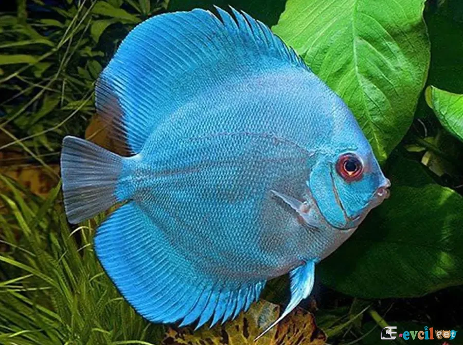 Blue Diamond Discus