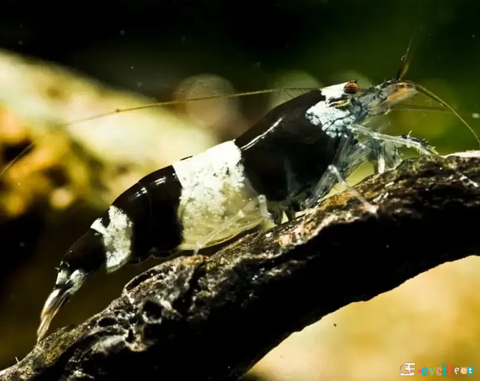 caridina-breviata ağaç üstünde