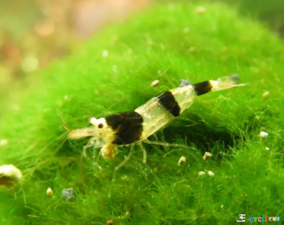 caridina-breviata mos üzerinde