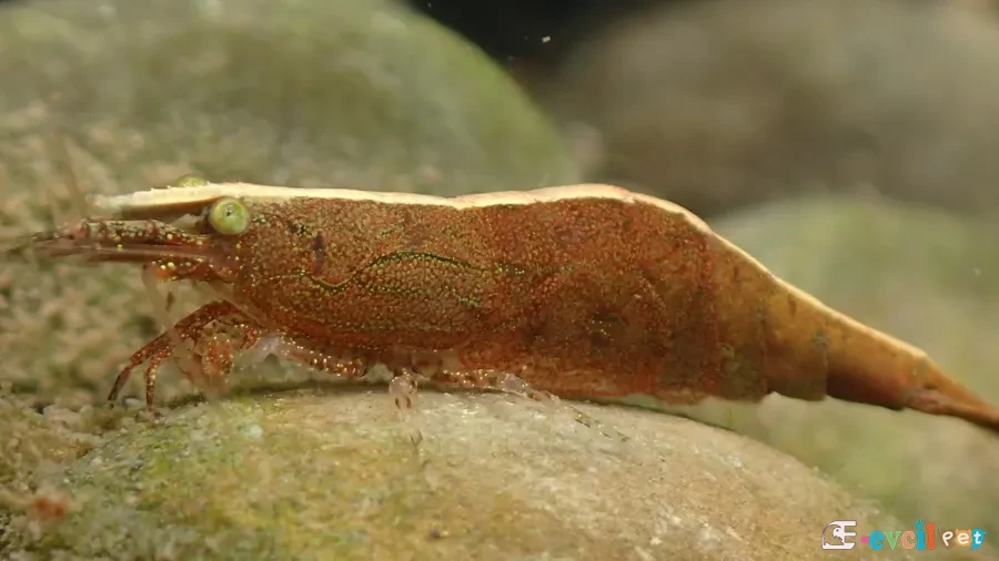 Caridina brevicarpalis Akvaryumda Yakın Çekim